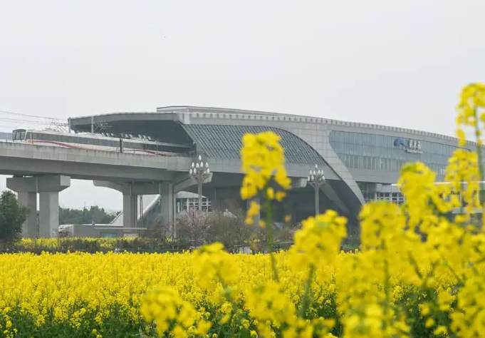 「美文鉴赏」杨显云：坐地铁到双流黄水看油菜花